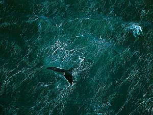 Argentine - Baleine près de la péninsule de Valdes